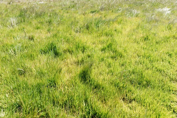 自然の緑の草原 — ストック写真