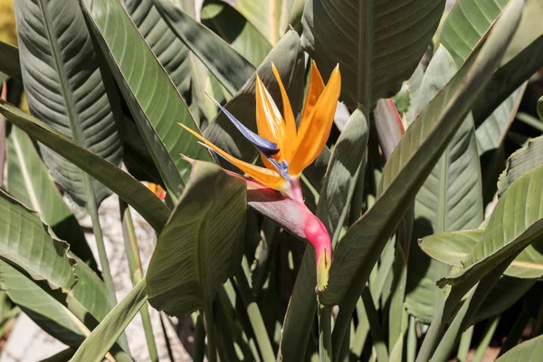 Strelitzia Reginae flor, pássaro do paraíso flor — Fotografia de Stock