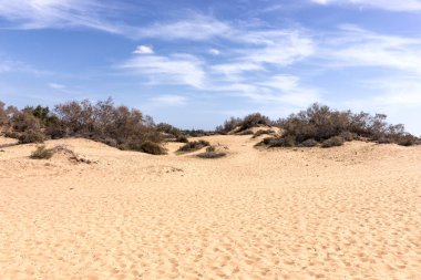 Doğa rezerv Maspalomas Dunes, Gran Canaria