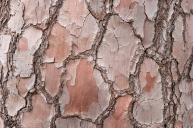 Pinus canariensis gövde kabuğu yakın çekim