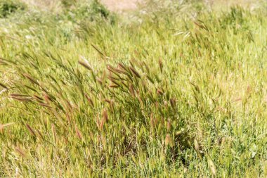 Rüzgar çimenlerde closeup