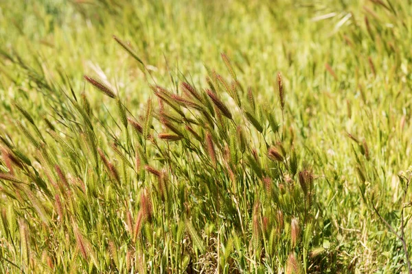 Rüzgar çimenlerde closeup — Stok fotoğraf
