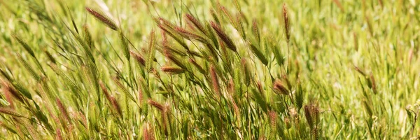 Closeup trávy ve větru — Stock fotografie