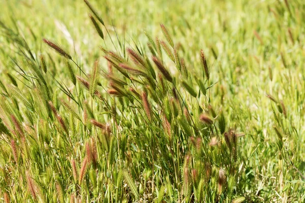 Rüzgar çimenlerde closeup — Stok fotoğraf