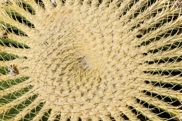 Närbild av taggiga formen på ett gyllene fat kaktus (Echinocactus kudde) — Stockfoto