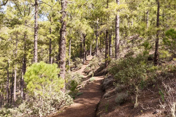 Hiking trail in Tamadaba Natural Park in Gran Canaria — Stock Photo, Image
