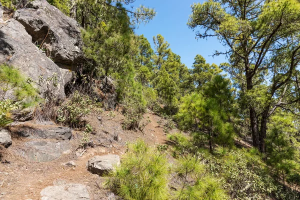 Wandelweg Tamadaba natuurpark in Gran Canaria — Stockfoto