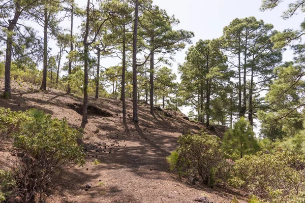 Trilhas para caminhadas no Parque Natural de Tamadaba em Gran Canaria — Fotografia de Stock