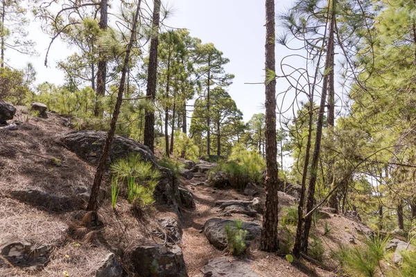 Trilhas para caminhadas no Parque Natural de Tamadaba em Gran Canaria — Fotografia de Stock