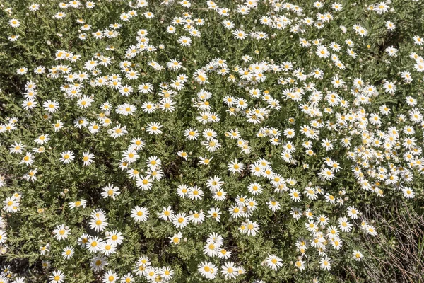 Blommande kamomill växer i sommaräng — Stockfoto