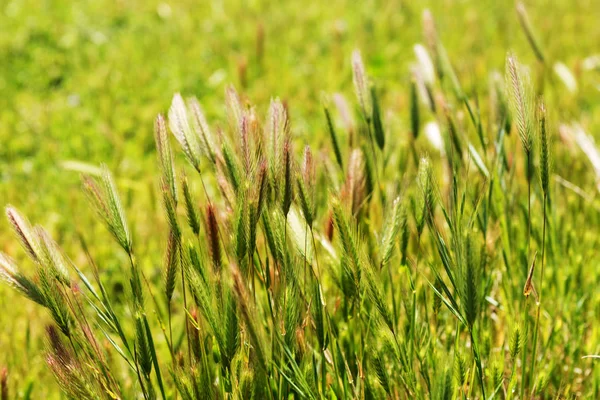 Çim, doğal arka plan closeup — Stok fotoğraf