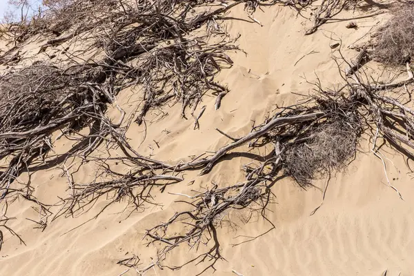 Treibholz in den Dünen von Maspalomas — Stockfoto