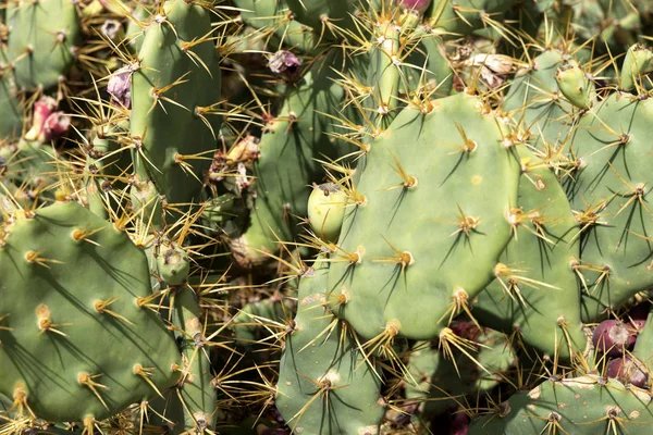 Nahaufnahme eines Kaktus (opuntia paraguayensis)) — Stockfoto