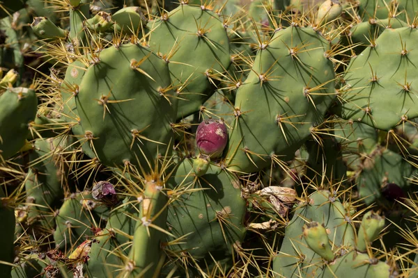 Primer plano de un cactus (opuntia paraguayensis ) —  Fotos de Stock