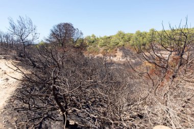 Sonra kocaman bir ateş yandı orman