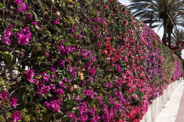 Çiçek açması Begonvil çit