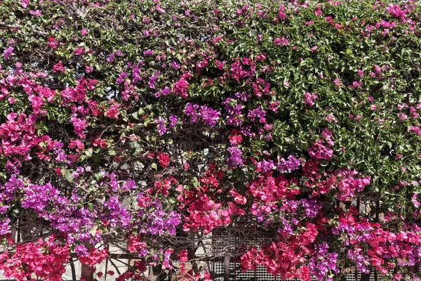 Sebe de Bougainvillea florescente — Fotografia de Stock