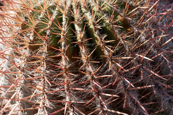 Kaktüs kırmızı dikenleri ile closeup — Stok fotoğraf