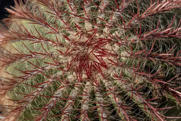 Primer plano de cactus con espinas rojas —  Fotos de Stock