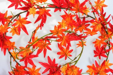 Sonbahar arka plan. Kırmızı sonbahar yaprakları