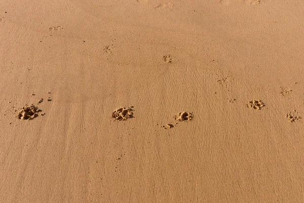 Pegadas de cão na praia — Fotografia de Stock