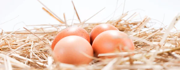 Quattro uova di pollo marroni nella paglia — Foto Stock