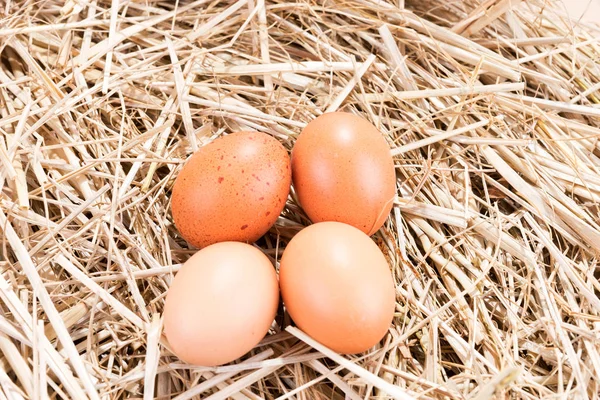 Čtyři hnědé slepičí vejce ve slámě — Stock fotografie