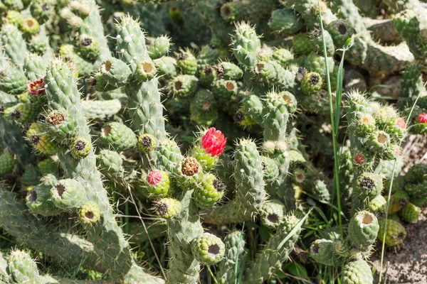 Nahaufnahme eines grünen Kaktus mit einer roten Blume — Stockfoto