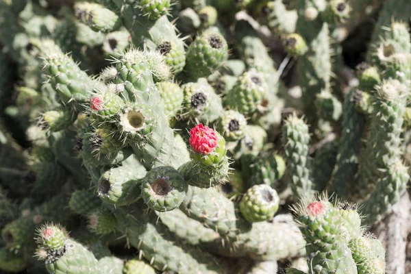 Nahaufnahme eines grünen Kaktus mit einer roten Blume — Stockfoto