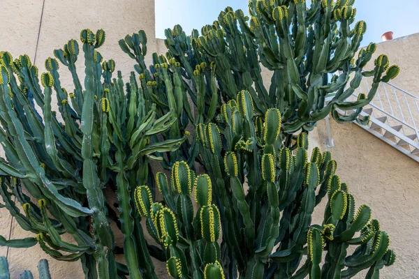 Kaktus (euphorbia canariensis) auf der Kanaren-Insel — Stockfoto