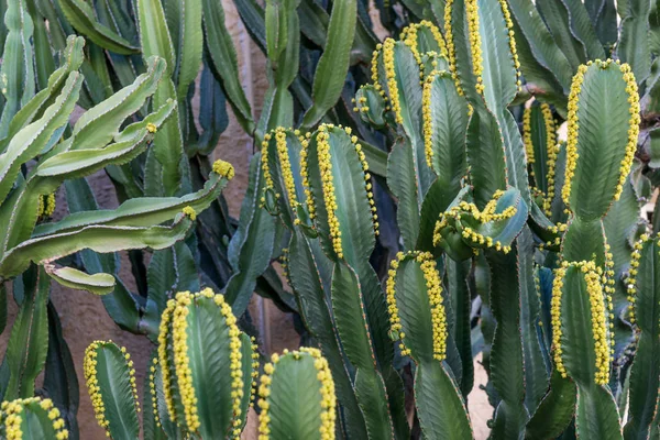 Κάκτος (Euphorbia canariensis) στο καναρίνι νησί — Φωτογραφία Αρχείου