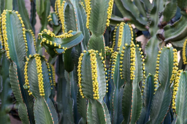 Kaktus (euphorbia canariensis) auf der Kanaren-Insel — Stockfoto