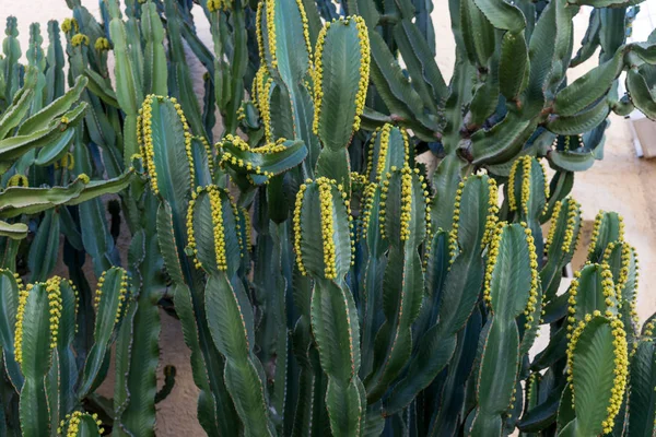 Kaktus (Euphorbia canariensis) na Kanárských ostrovech — Stock fotografie