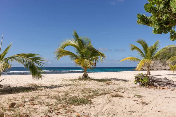 Tropická Pláž s palmami na Guadeloupe — Stock fotografie