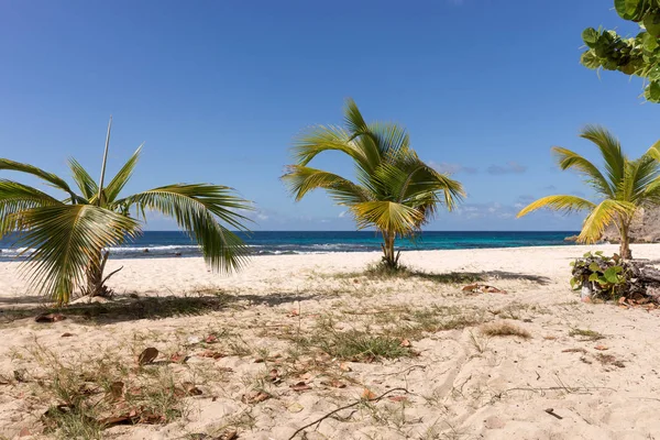 Τροπική παραλία με φοινικόδεντρα στη Γουαδελούπη — Φωτογραφία Αρχείου