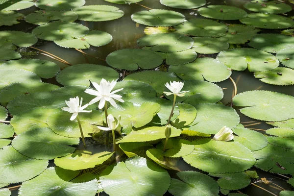 Loto blanco en el gran estanque — Foto de Stock