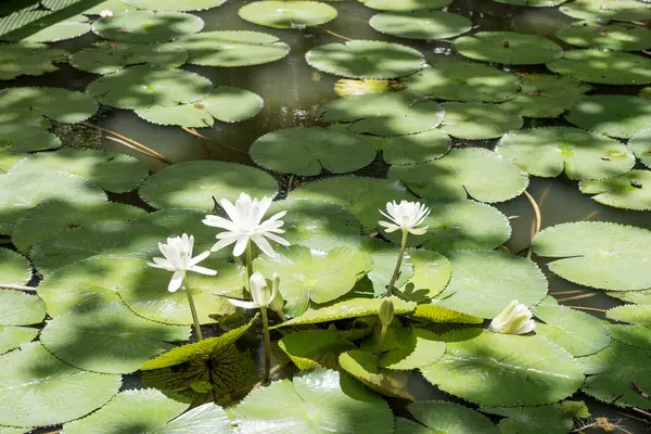 Büyük gölet Beyaz Lotus — Stok fotoğraf