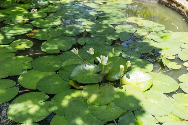Lotus blanc dans le grand étang — Photo