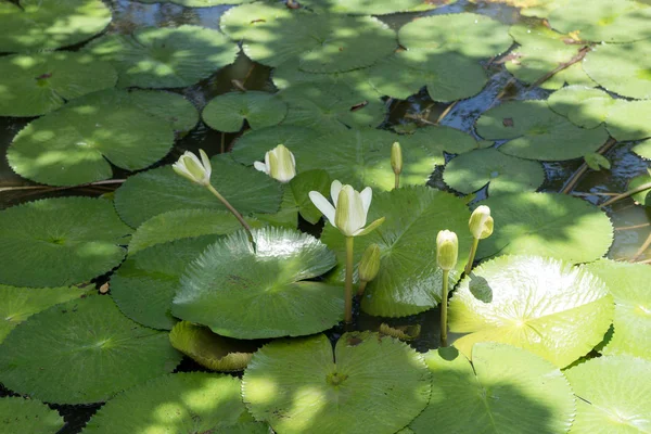 큰 연못에 흰 연꽃 — 스톡 사진
