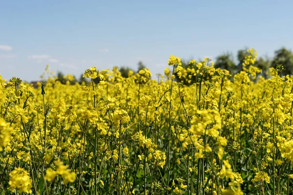 Blühendes Rapsfeld — Stockfoto