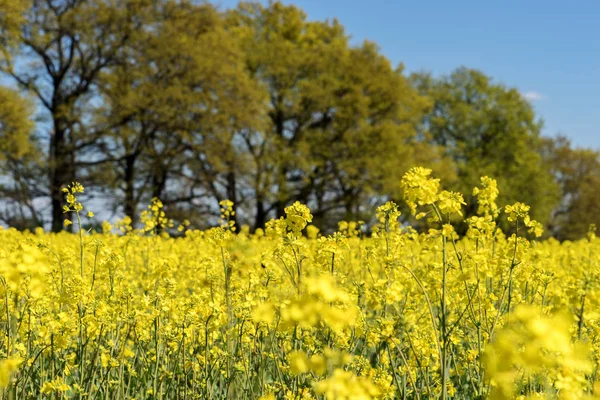 Blooming raps field — Stock Photo, Image