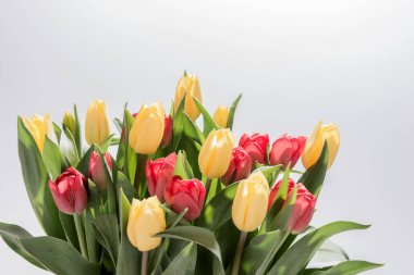 Demet izole sarı ve kırmızı laleler