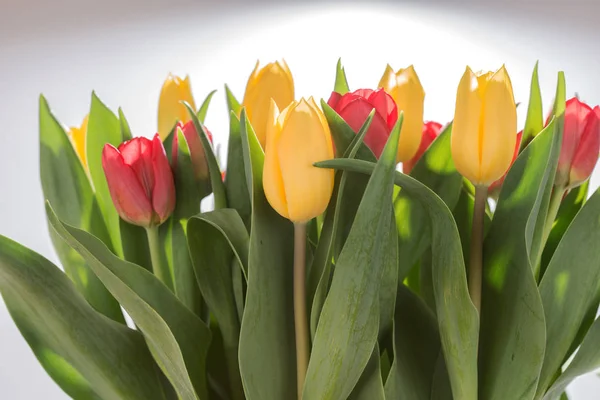 Bos van gele en rode tulpen geïsoleerd — Stockfoto