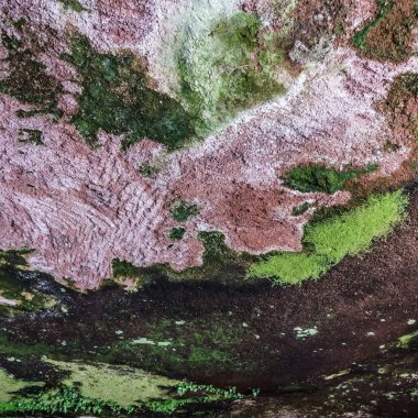 Yosun ve liken bir mağaranın tavanı