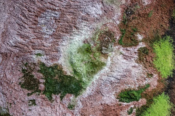 Moss en korstmossen op het plafond van een grot — Stockfoto