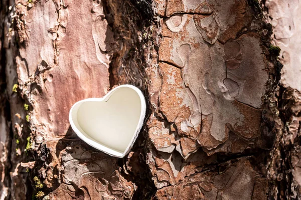White heart on the tree — Stock Photo, Image