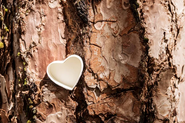 White heart on the tree — Stock Photo, Image