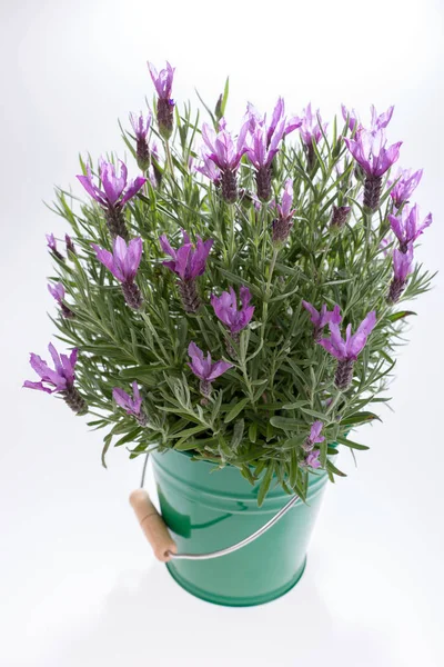 Lavandula stoechas em balde verde — Fotografia de Stock