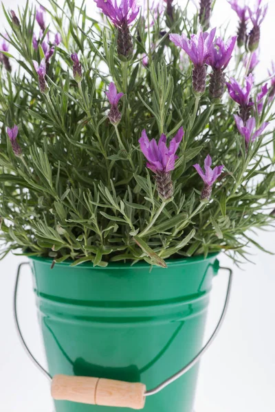 Lavandula stoechas en cubo verde — Foto de Stock