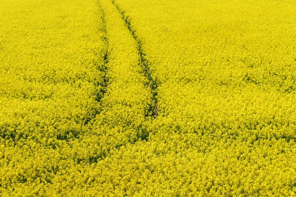 Traktorspur im blühenden Rapsfeld — Stockfoto